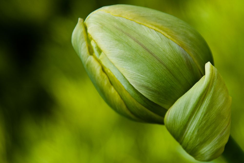 grüne Tulpe