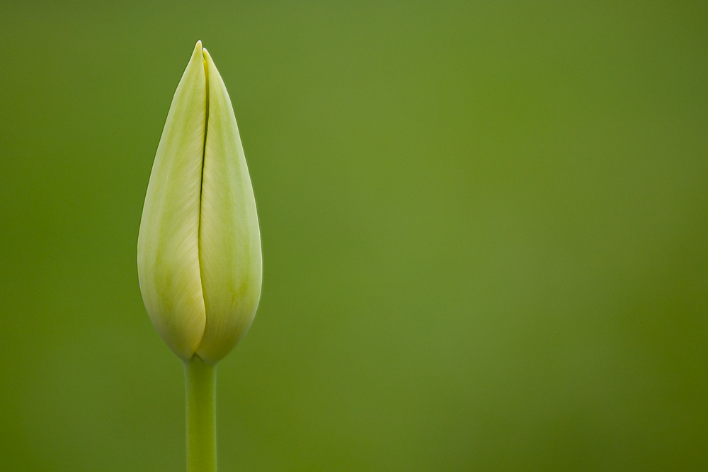 Grüne Tulpe auf grünen Grund