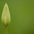 Grüne Tulpe auf grünen Grund