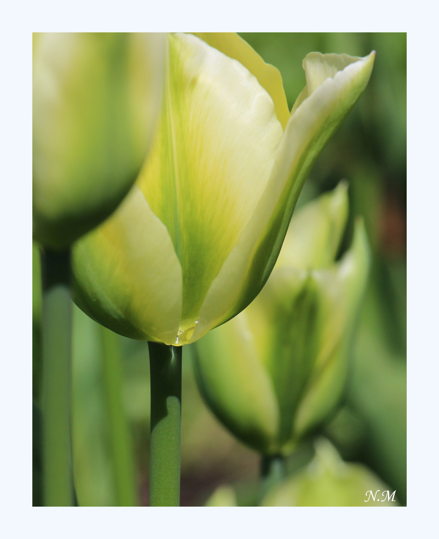 Grüne Tulpen