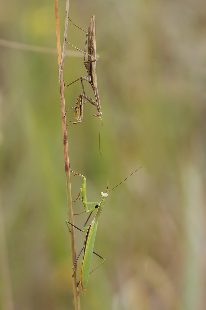 Grüne und Braune Variante der Gottesanbeterin (Mantis religiosa)