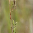 Grüne und Braune Variante der Gottesanbeterin (Mantis religiosa)