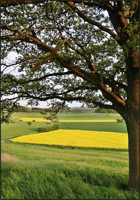 Grüne und gelbe Felder im Abendlicht ...