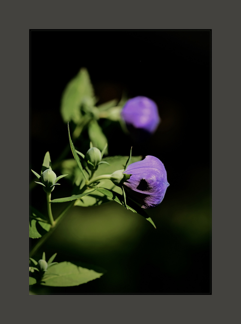 grüne und violette