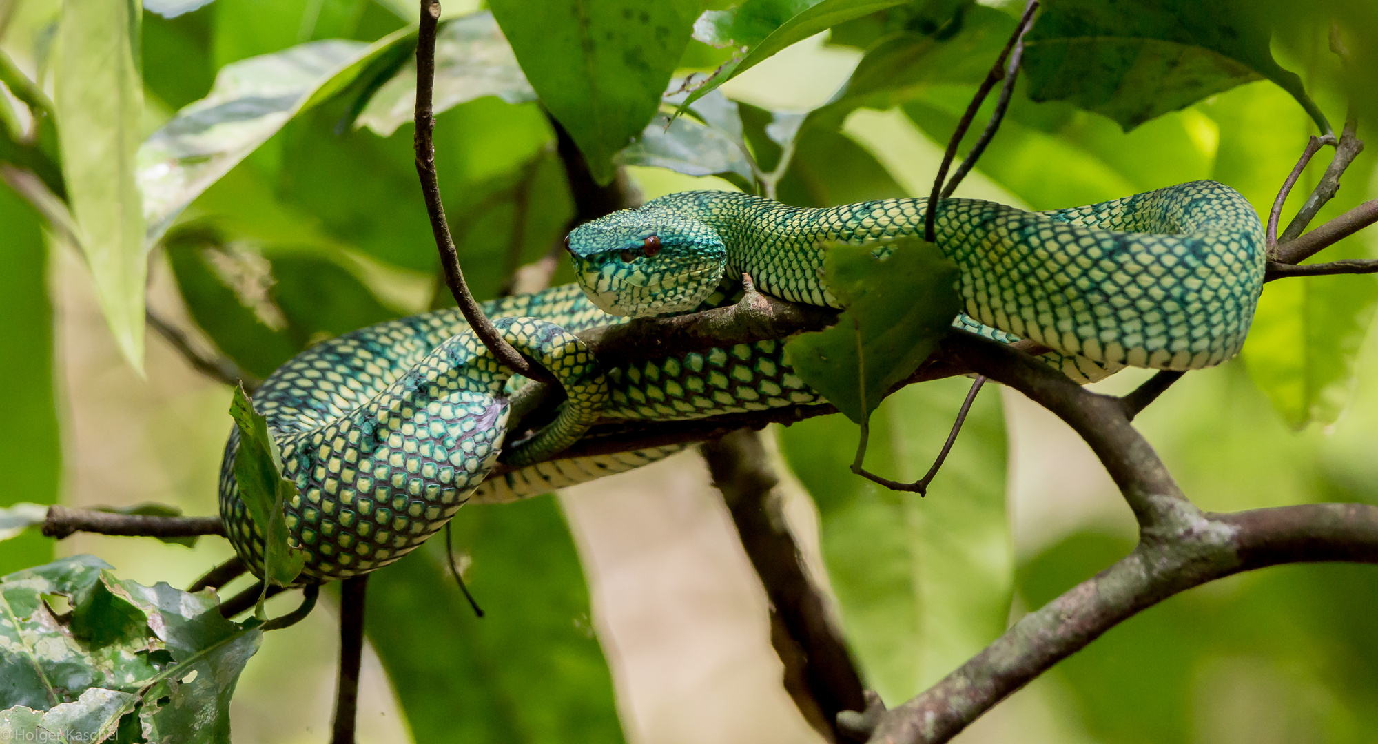 Grüne Viper auf Borneo