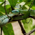 Grüne Viper auf Borneo