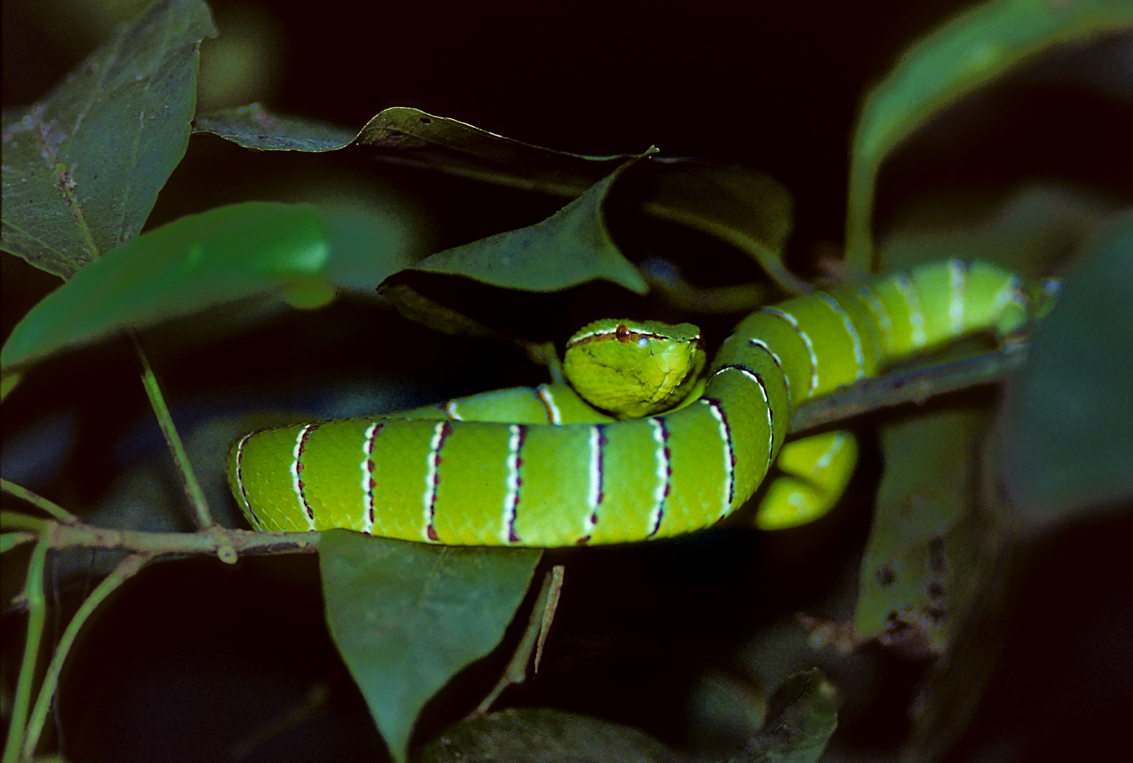 Grüne Viper