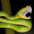 „ Grüne Viper“