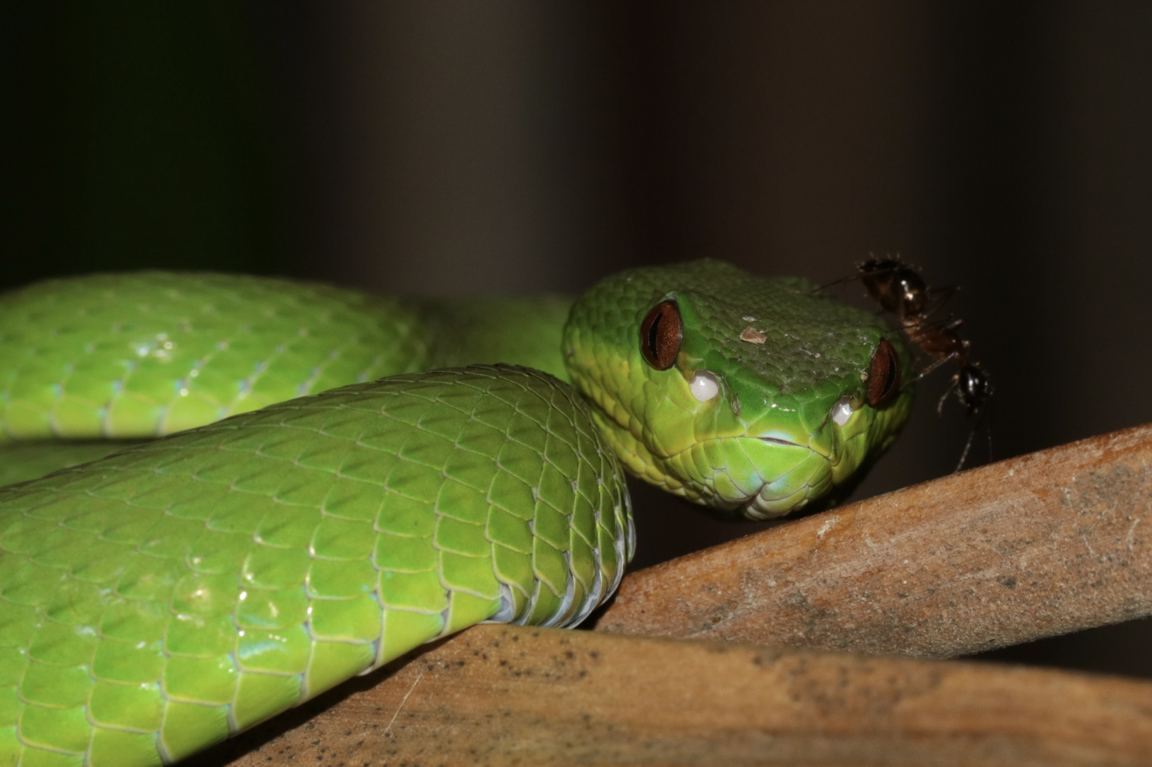 „Grüne Viper“