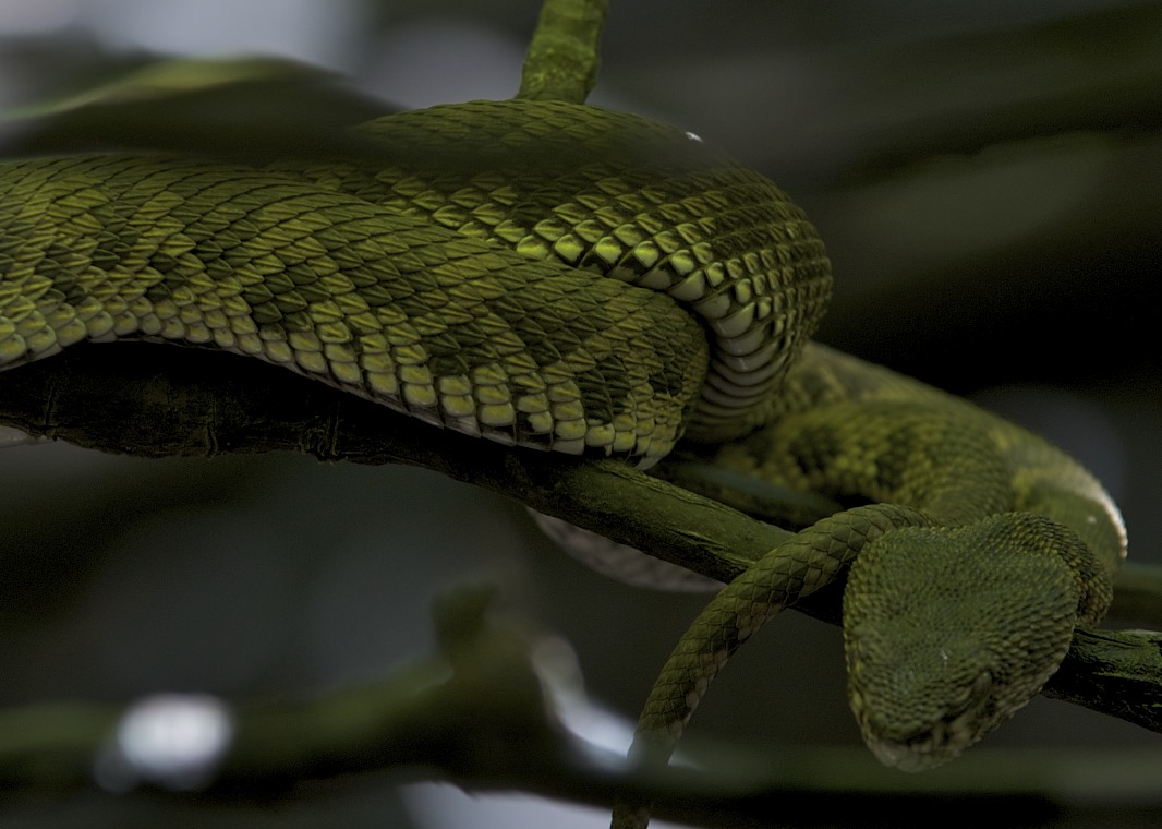 Grüne Viper im Regenwald