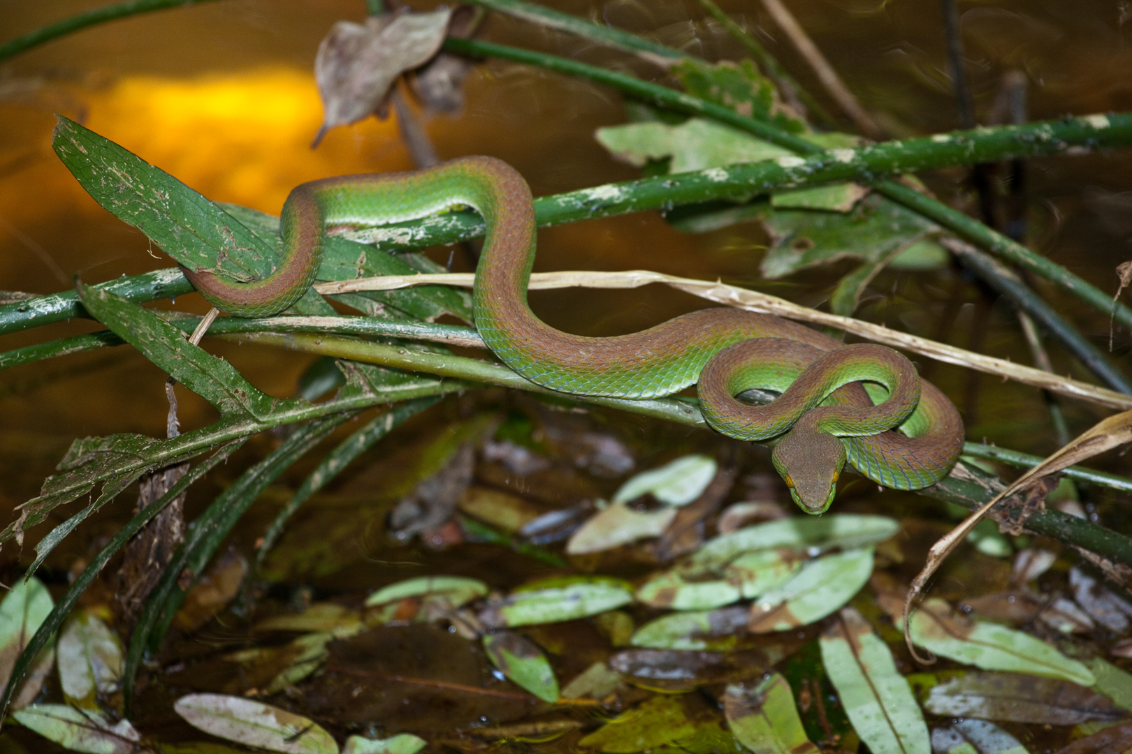 grüne Viper, Kbal Spean, Angkor, Kambodscha