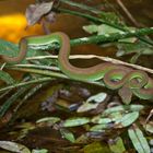 grüne Viper, Kbal Spean, Angkor, Kambodscha