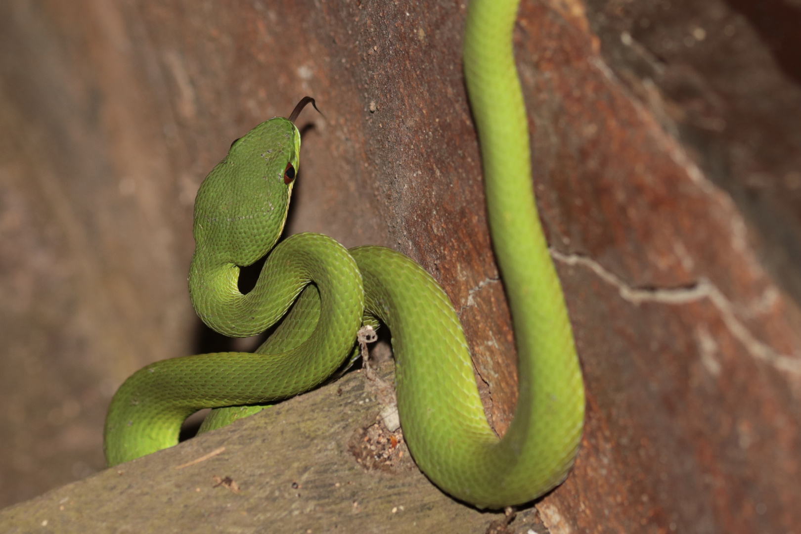 „Grüne Viper– Trimeresurus insularis“