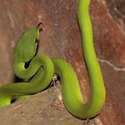 „Grüne Viper– Trimeresurus insularis“
