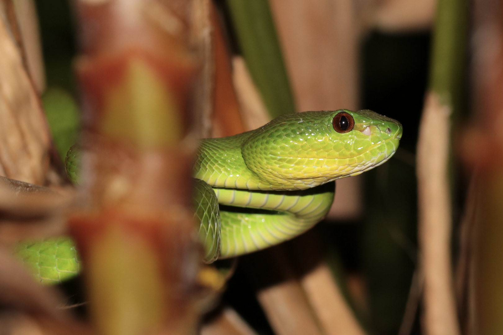 Grüne Viper ( Trimeresurus insularis)