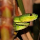 Grüne Viper ( Trimeresurus insularis)