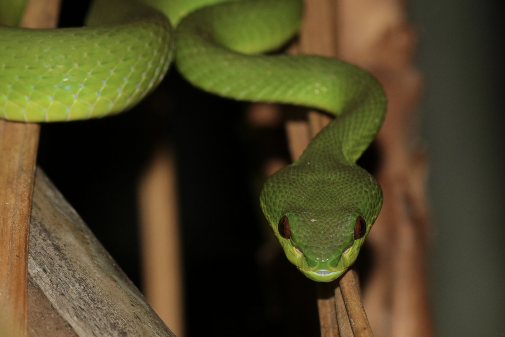 „ Grüne Viper- Trimeresurus insularis „