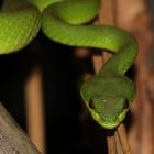 „ Grüne Viper- Trimeresurus insularis „