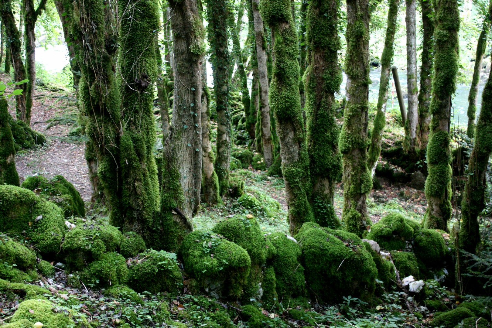 Grüne Wälder