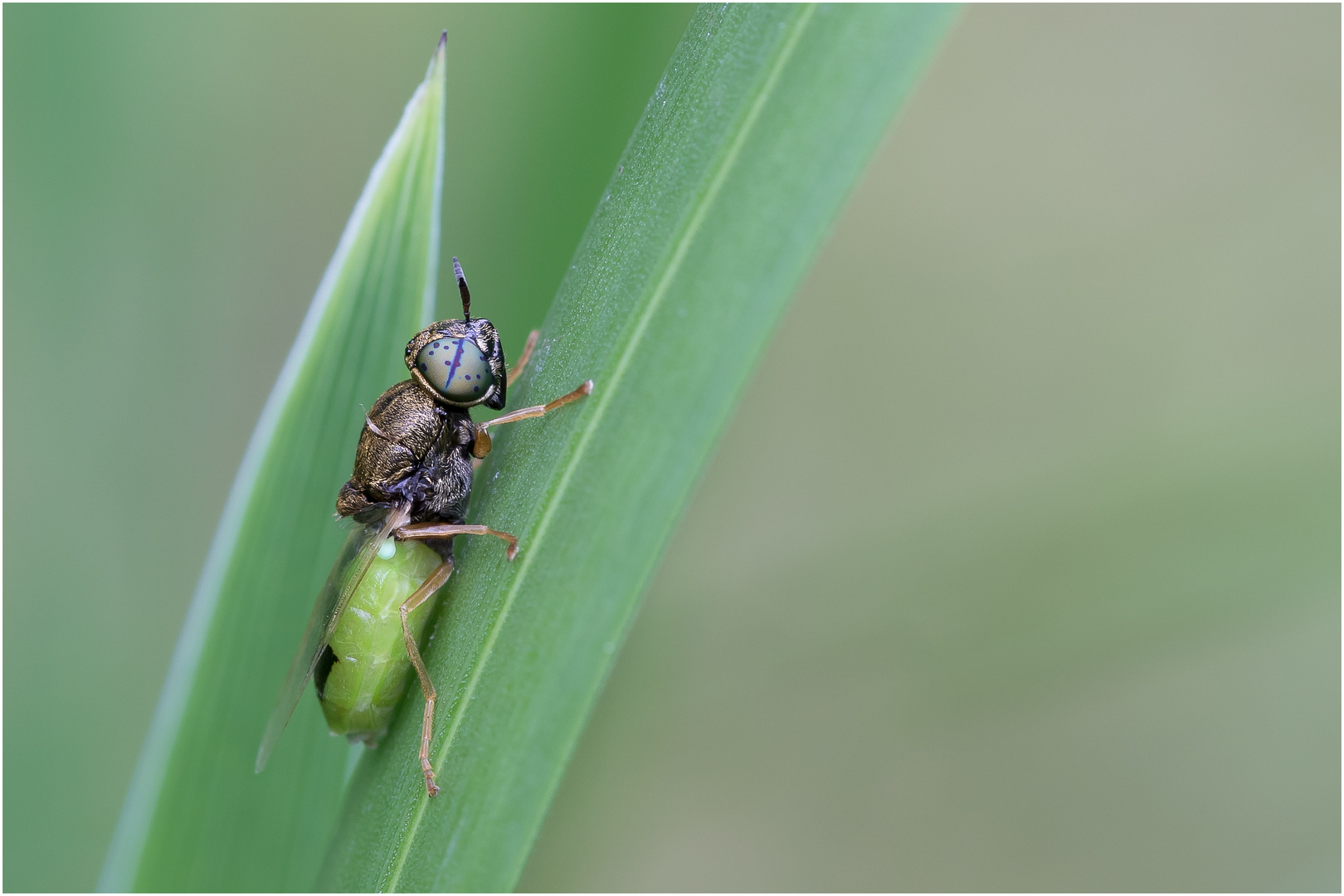 Grüne Waffenfliege