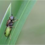 Grüne Waffenfliege