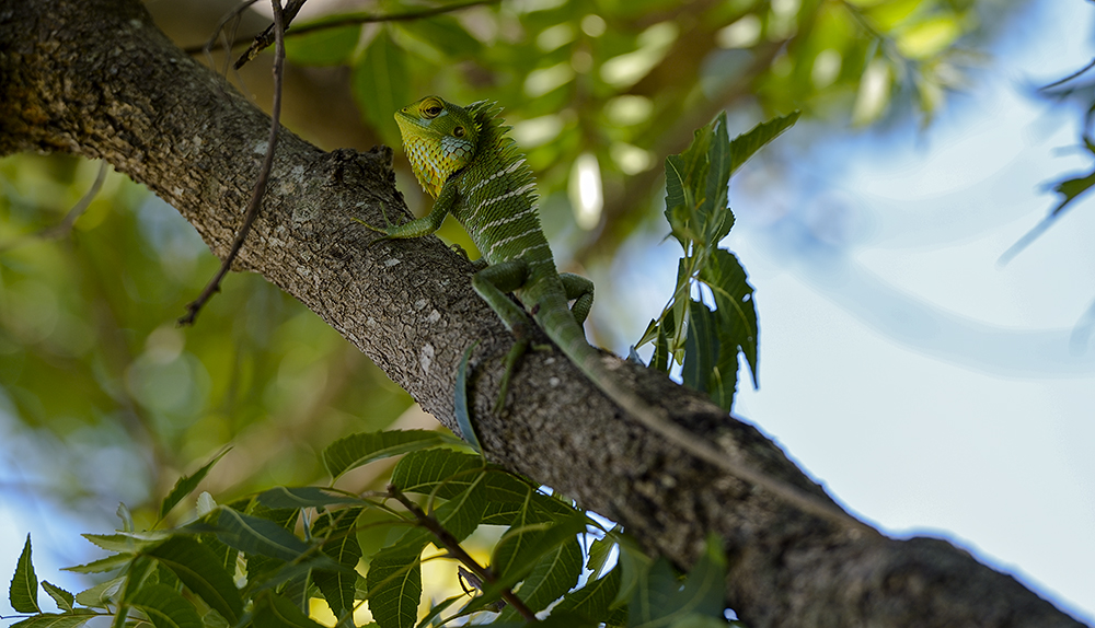 Grüne Wald-Agame (Calotes calotes)