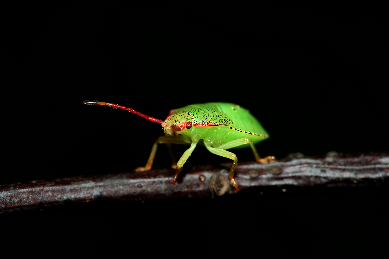 Grüne Wanze