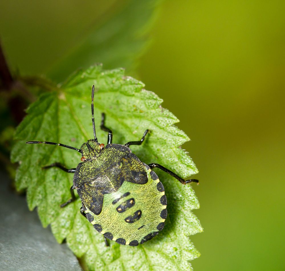 39+ Garten Wanzen, Bei uns erfahren sie mehr über diese kleinen