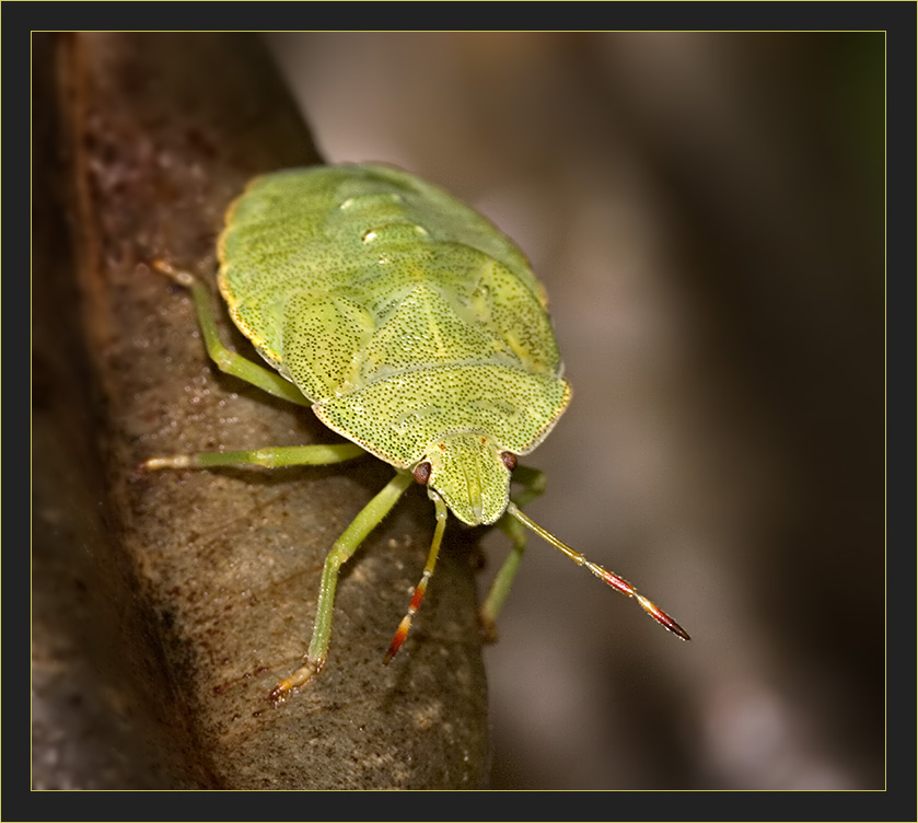 &quot;Grüne Wanze&quot; Foto &amp; Bild tiere, wildlife, insekten