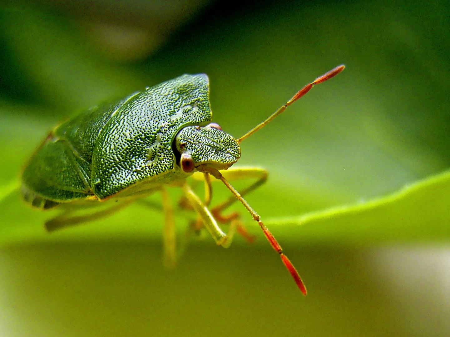 Grüne Wanze ... Foto & Bild | natur-makros, natur-kreativ, aufnahmetechniken Bilder auf ...