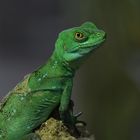 grüne Wasseragame