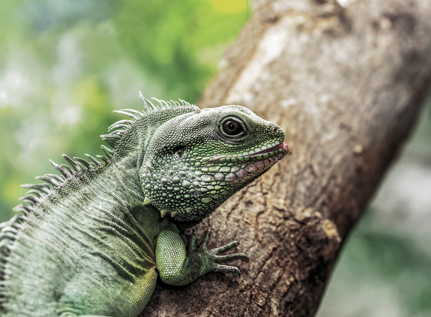 Grüne Wasseragame...