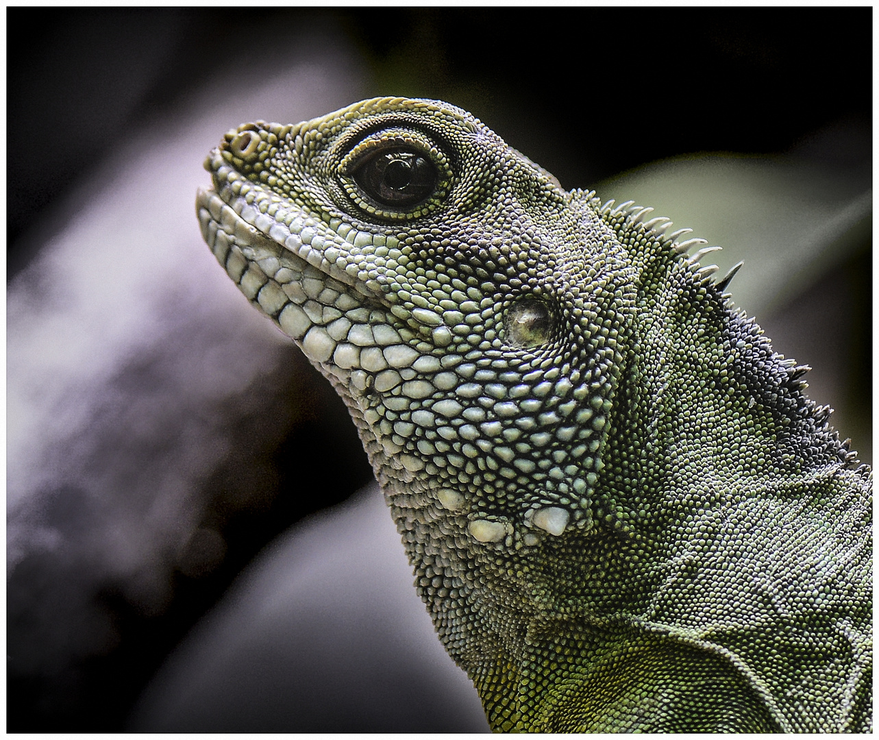 Grüne Wasseragame