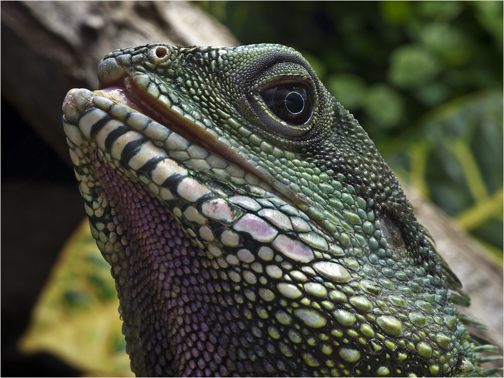 Grüne Wasseragame