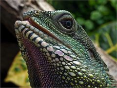 Grüne Wasseragame