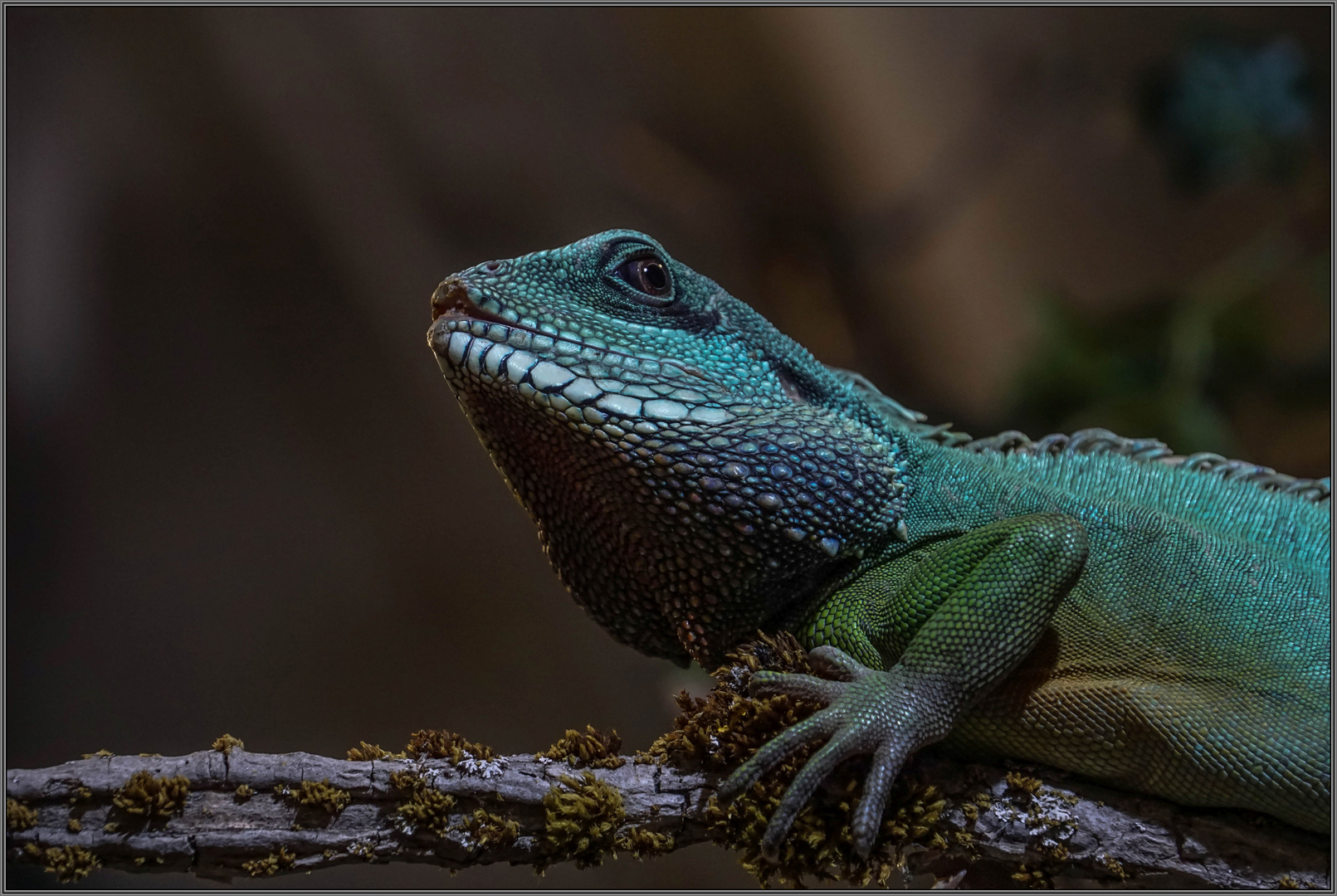 grüne Wasseragame