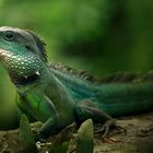 Grüne Wasseragame