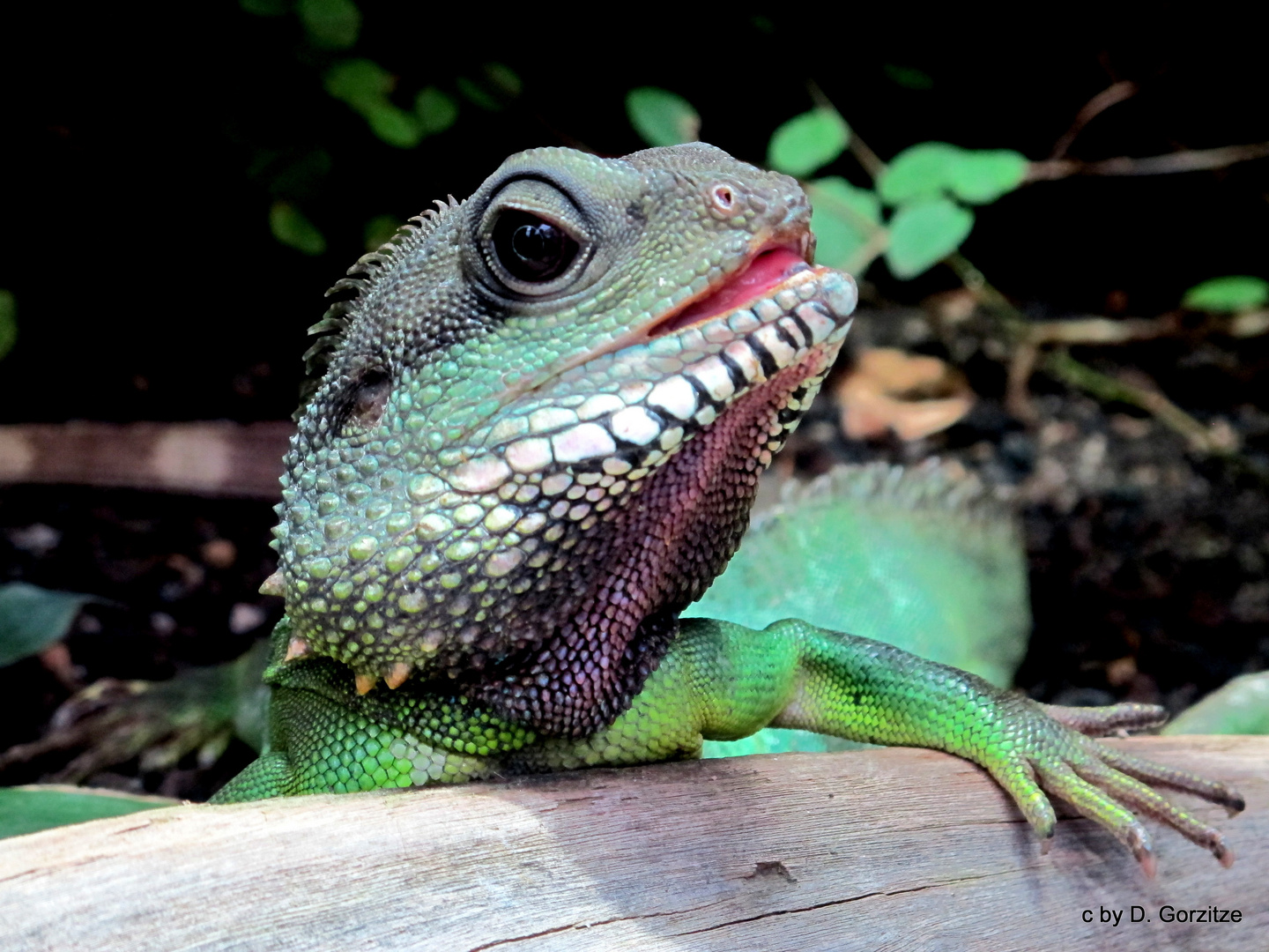 Grüne Wasseragame !