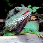 Grüne Wasseragame !