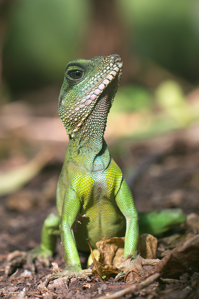 Grüne Wasseragame