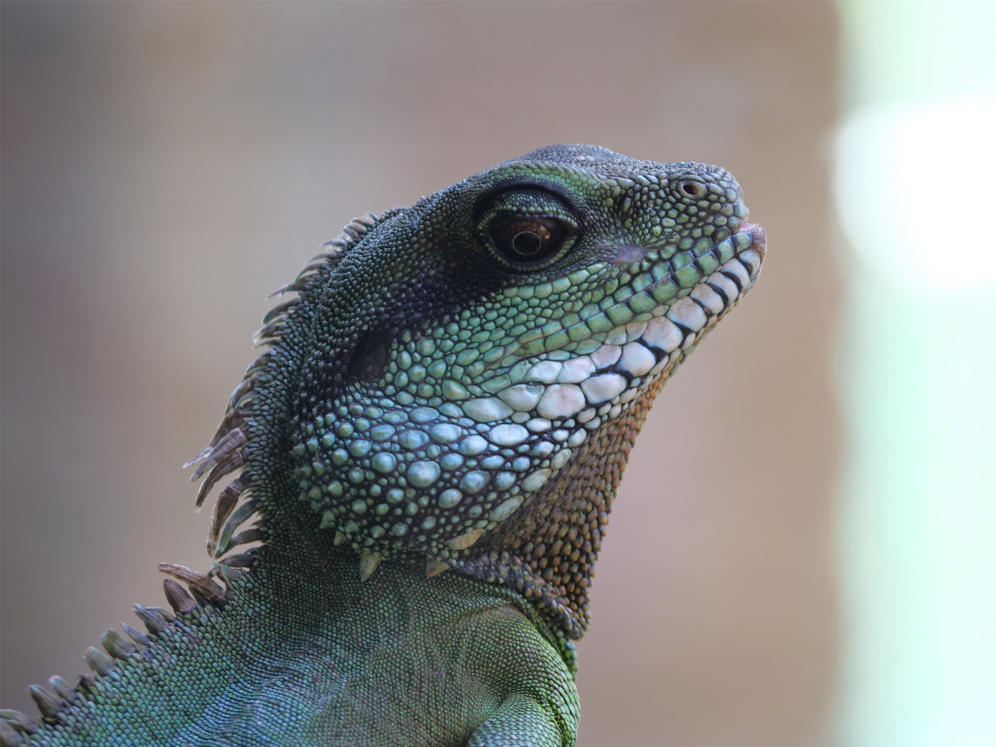 Grüne Wasseragame