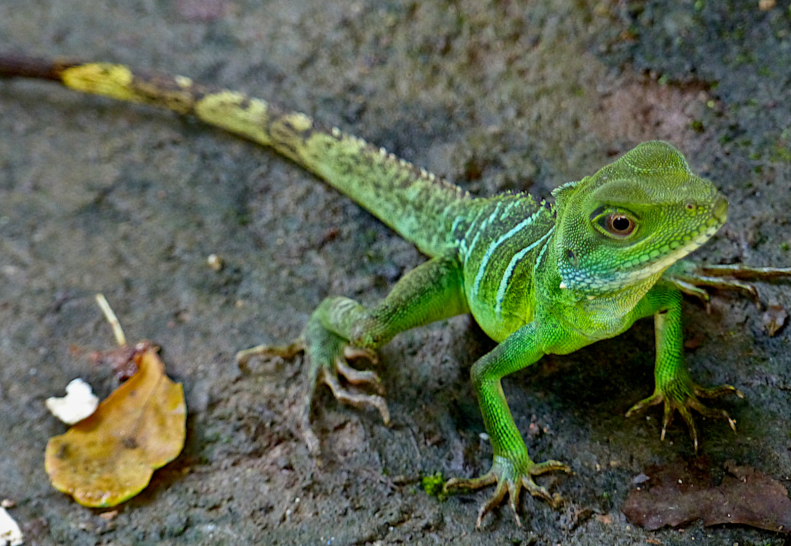 Grüne Wasseragame