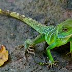 Grüne Wasseragame