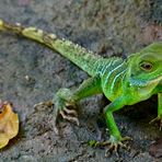 Grüne Wasseragame