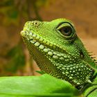 Grüne Wasseragame