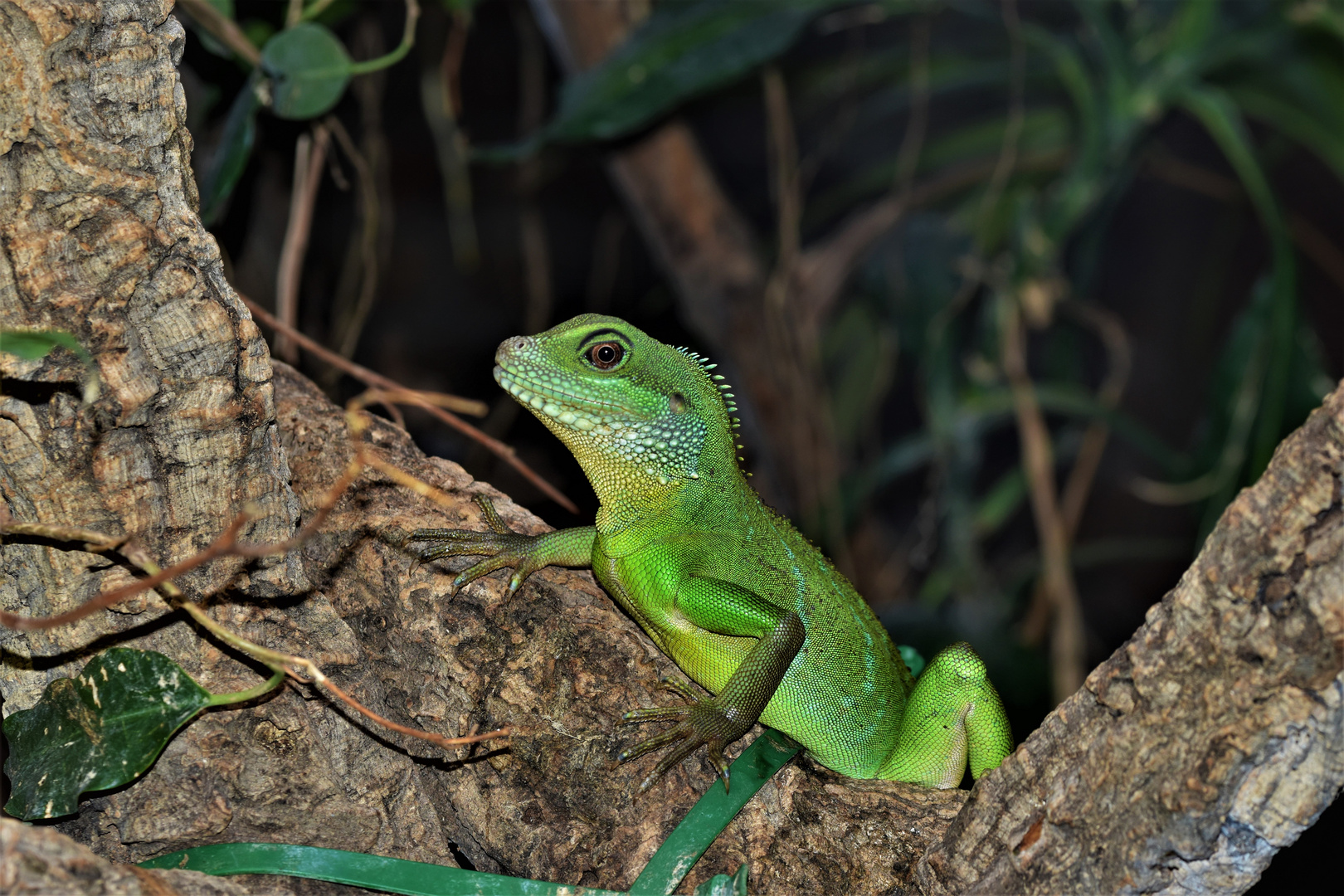 grüne Wasseragame