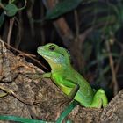 grüne Wasseragame