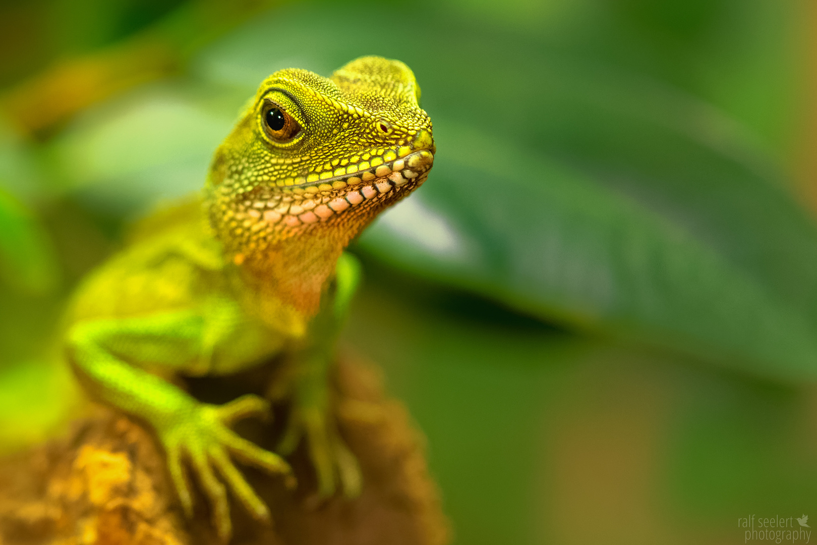 grüne Wasseragame