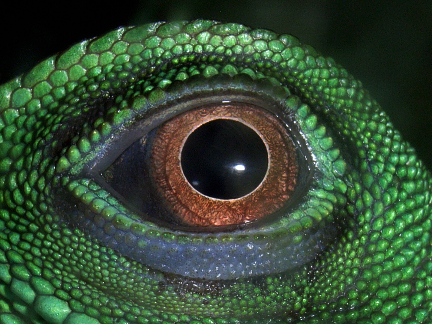 Grüne Wasseragame