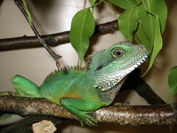 Grüne Wasseragame